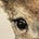 حُب's avatar