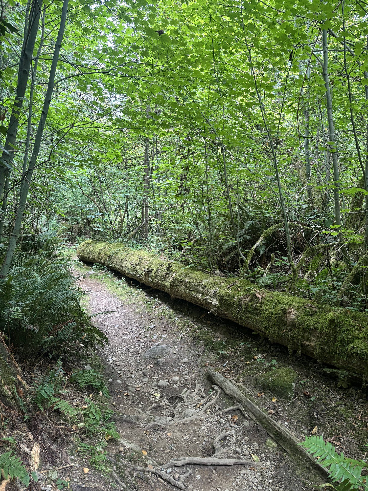 A moss-covered log lines a tree-filled trail.