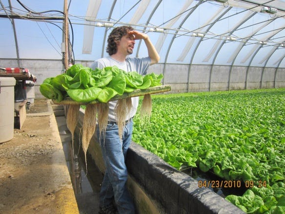 aquaponic-lettuce-2