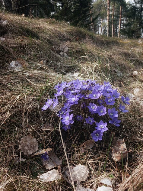 Kuvissa valkoinen kyyhky, hymyilevä ihminen ja sinivuokkoja