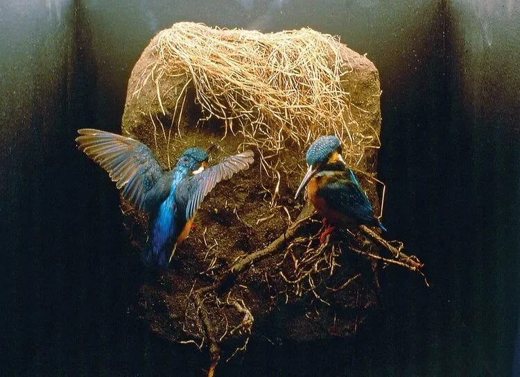 Fotografía de dos pájaras construyendo en el aire