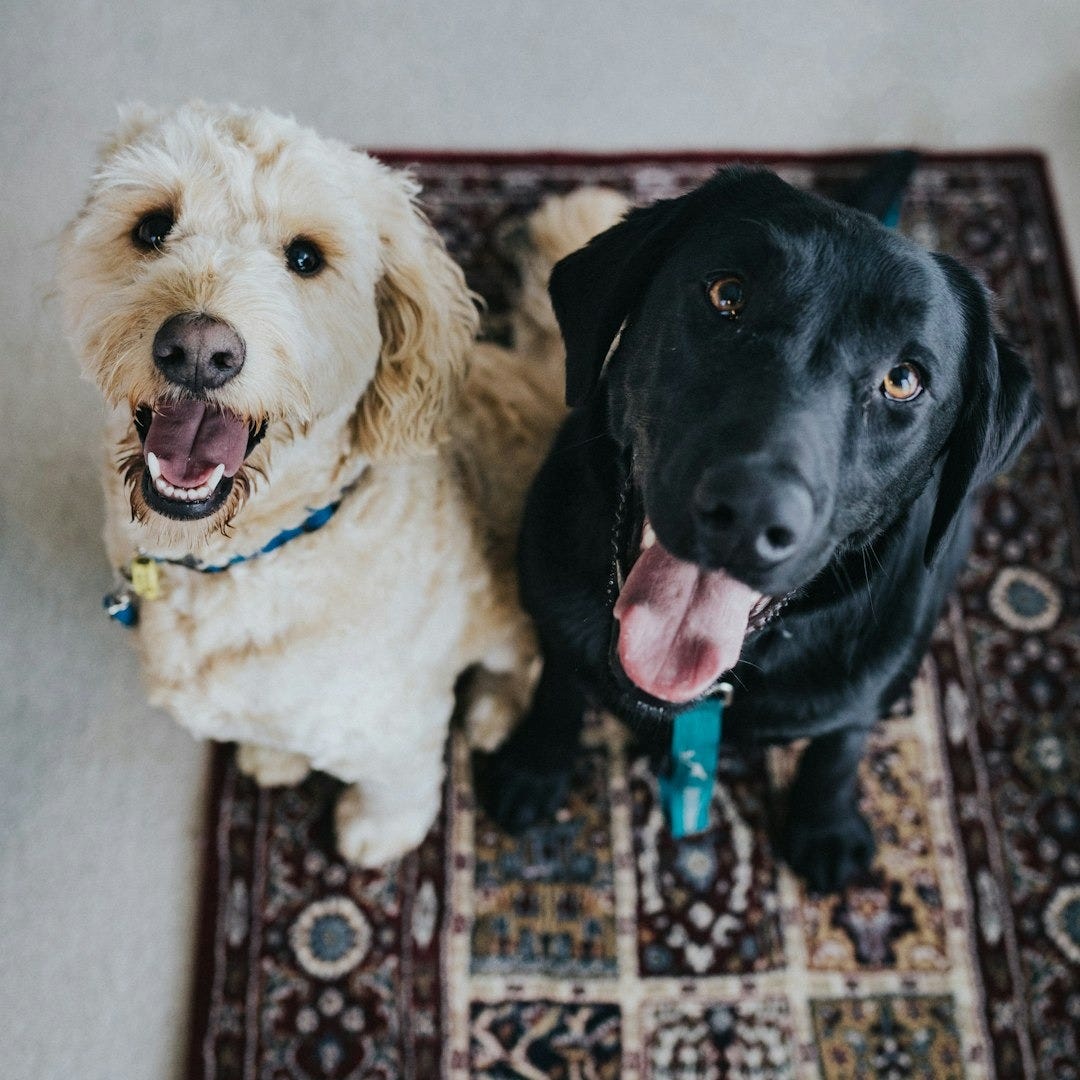 two dogs sitting on maroon area rug two dogs sitting on maroon area rug