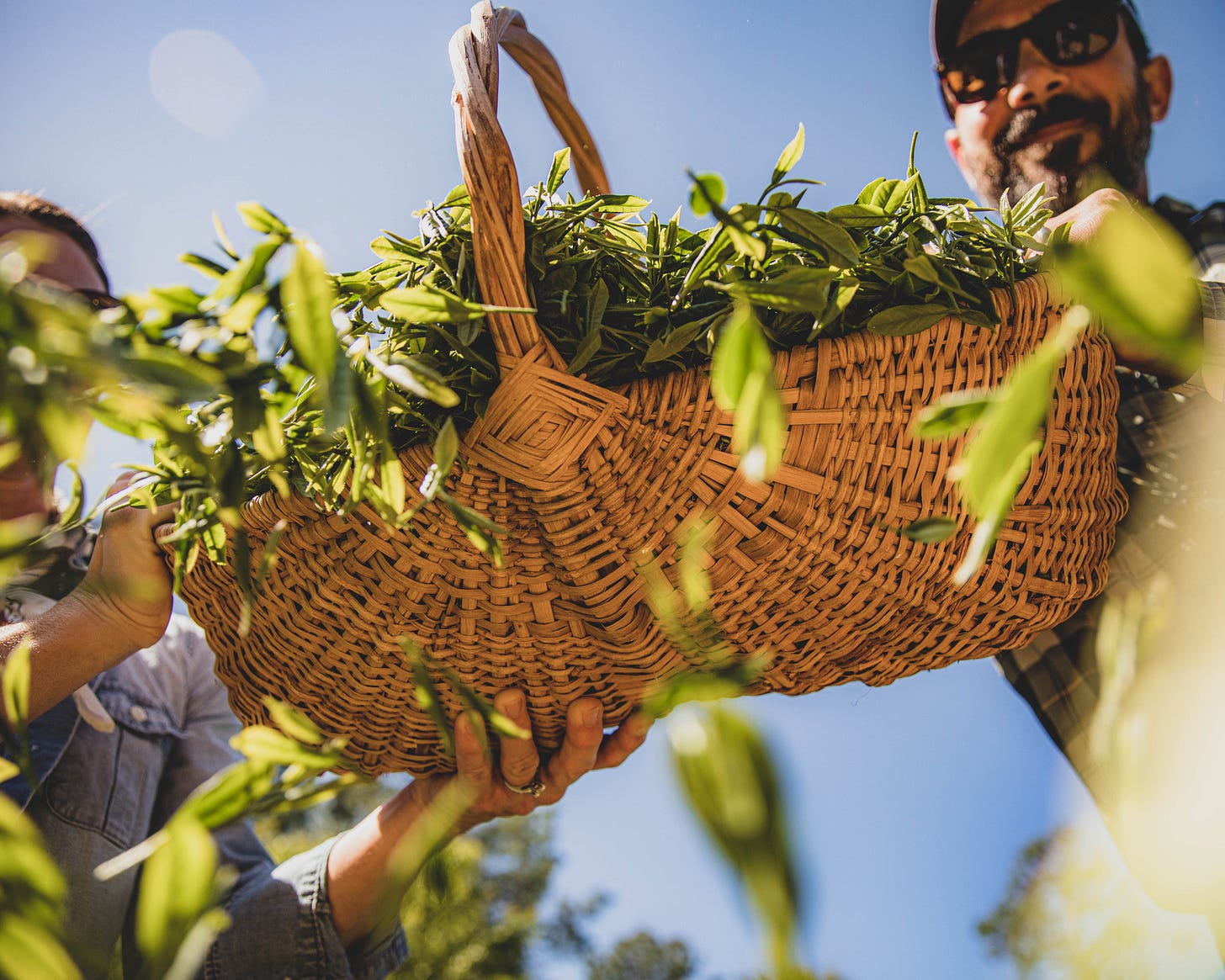 ID: Hillary and Thomas Steinwinder of Longleaf Tea Company dumpling a basket of fresh tea leaves on your face ID: Hillary and Thomas Steinwinder of Longleaf Tea Company dumpling a basket of fresh tea leaves on your face