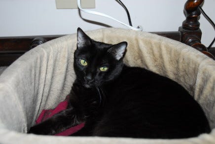 Gizmo_Pet_Bed Gizmo_Pet_Bed