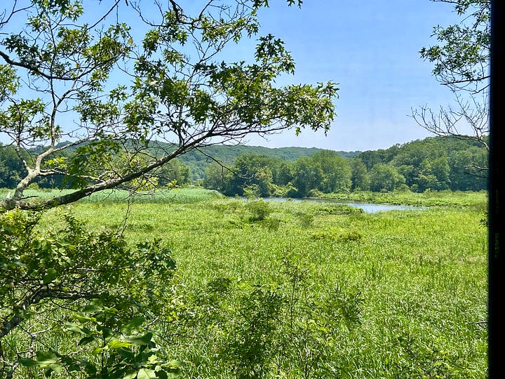 grass, trees, water, hills