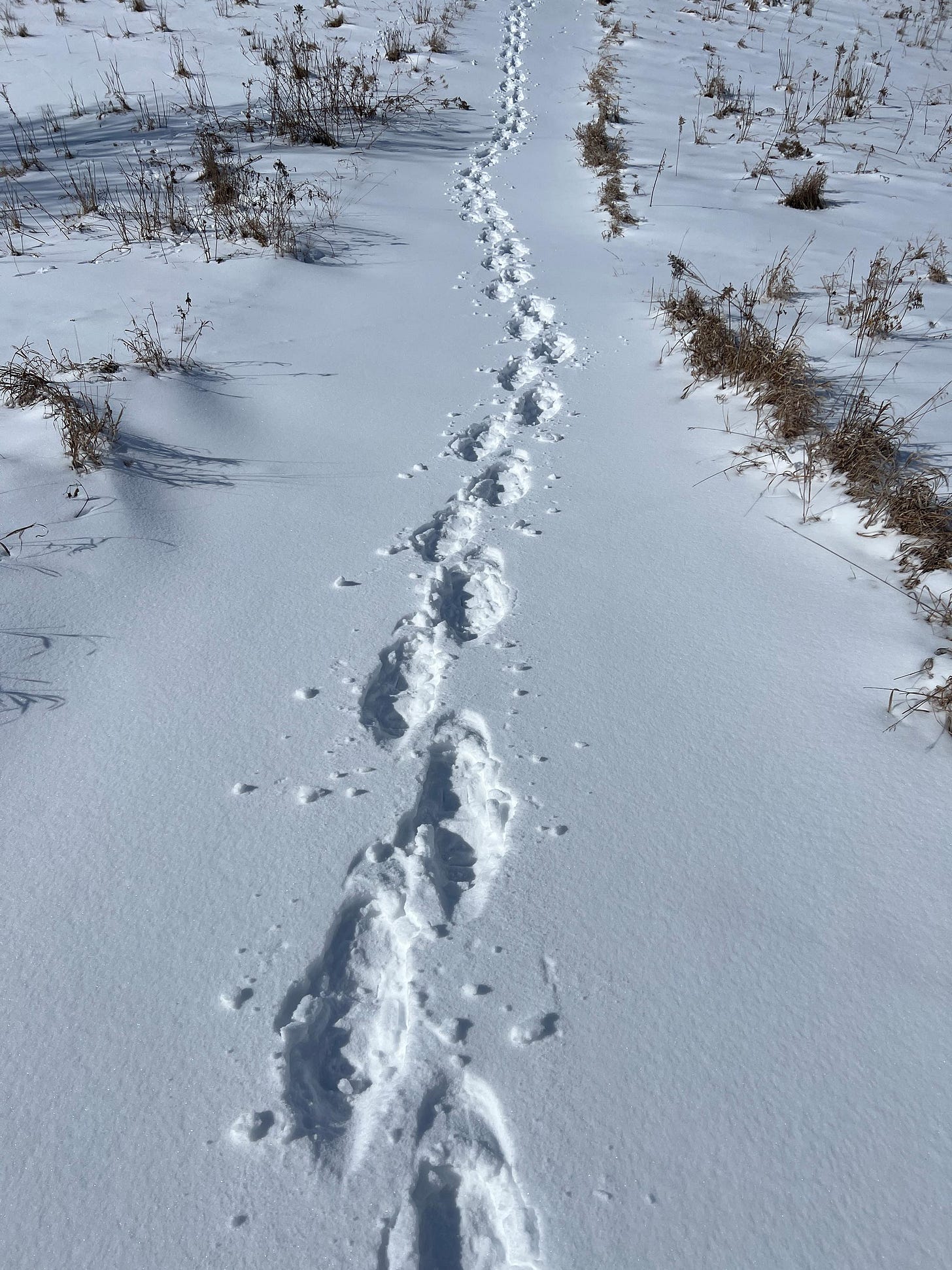 Photograph of footprints in the snow during a winter walk by graphic novelist K. Woodman-Maynard. 