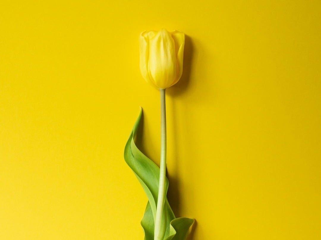 white tulips in yellow background white tulips in yellow background