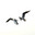 The Dolphin Review's avatar