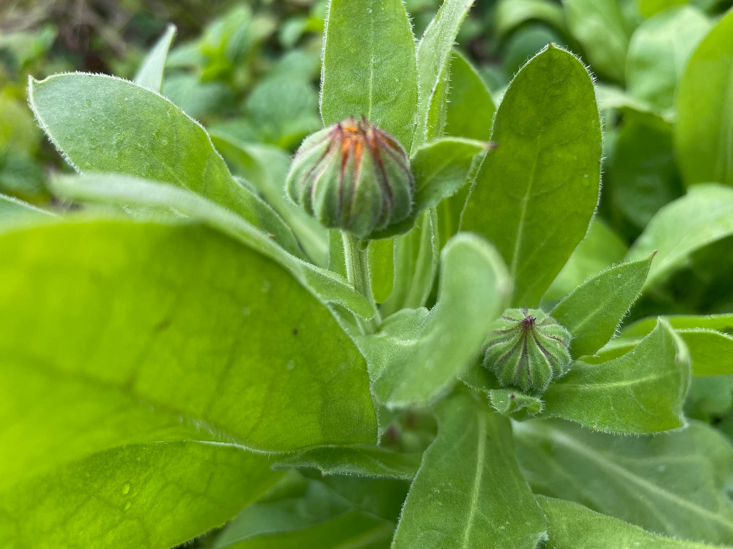 fuzz and trichomes everywhere on Calendula fuzz and trichomes everywhere on Calendula