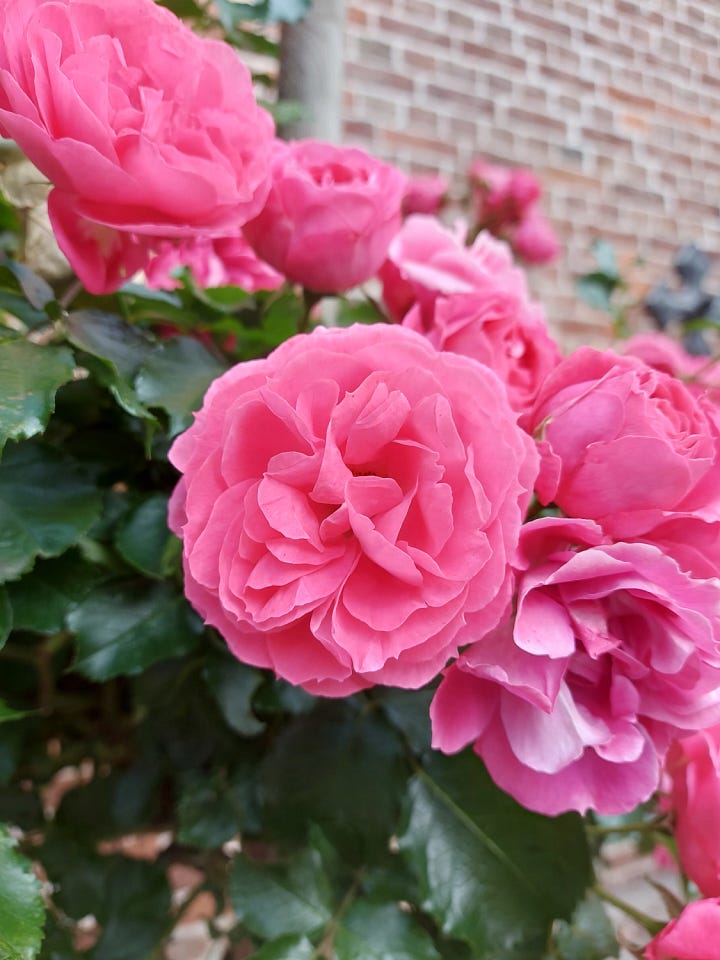 Roses