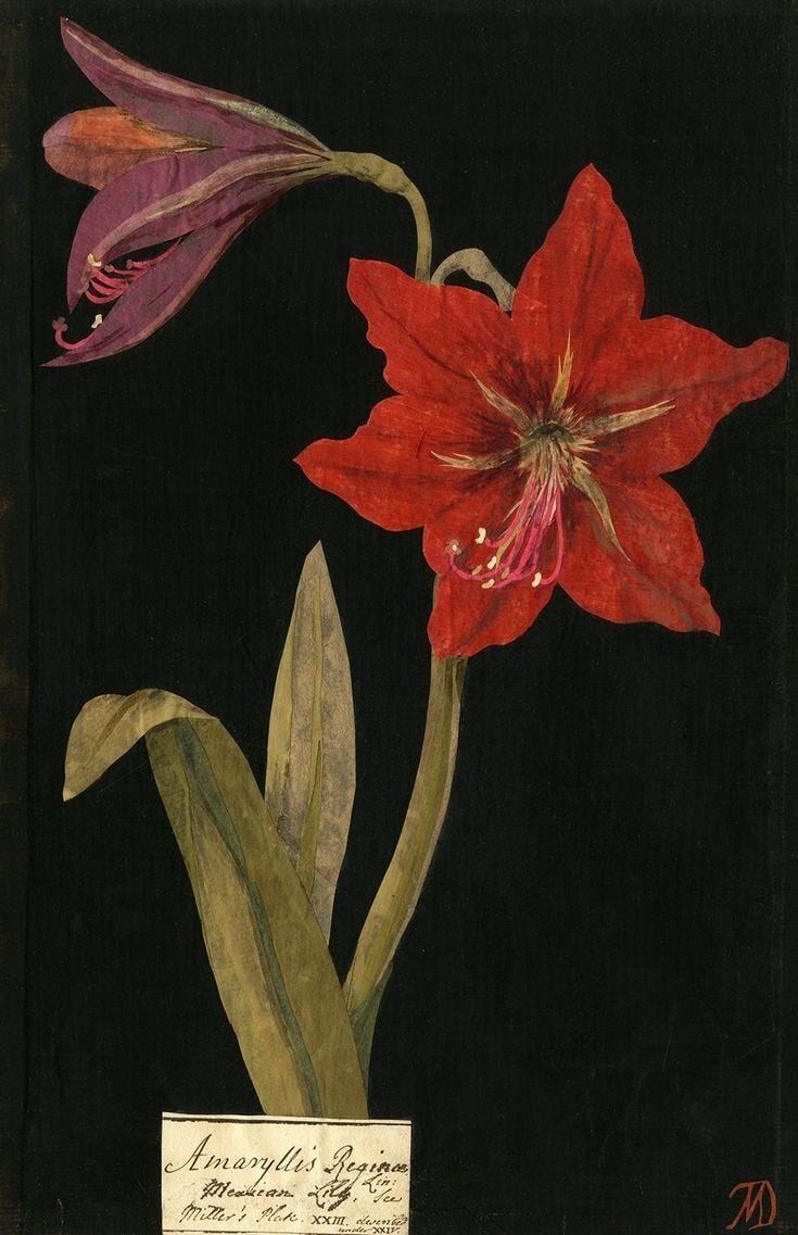 This may contain: two red flowers in a vase on a black background