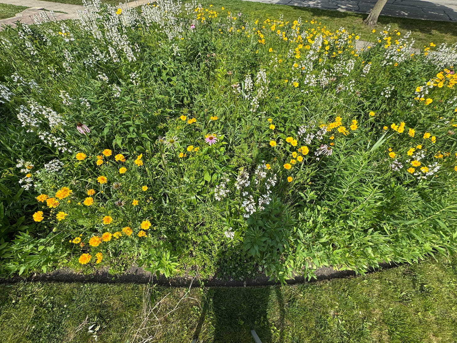 a wide angle digital photograph of part of the prairie in my front yard. There are tons of white beardtongues, orange wallflowers, and a few purple cone flowers. You can see my shadow at the bottom of the photograph.