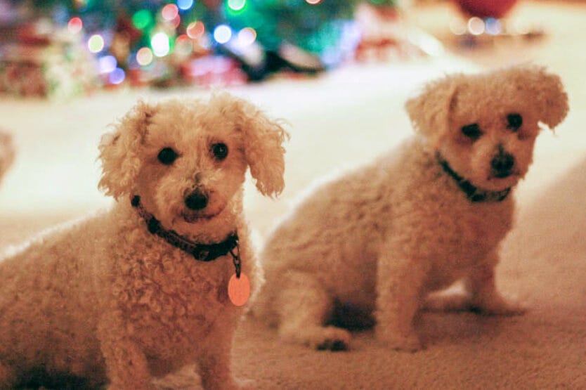 My childhood dogs, Larry and Lucy, in the light of our Christmas tree in Central Wisconsin