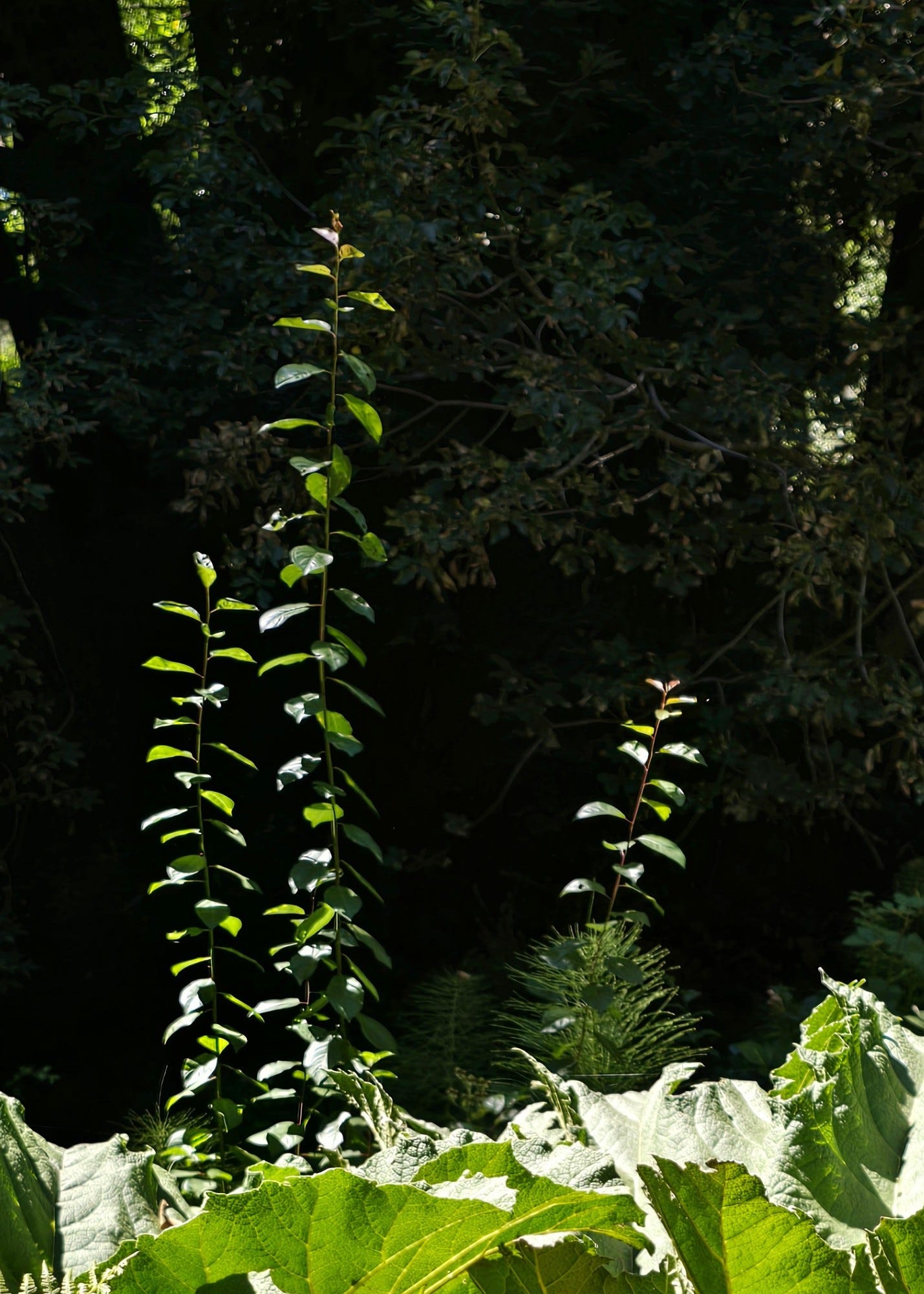 photo of a plant reaching for the sky