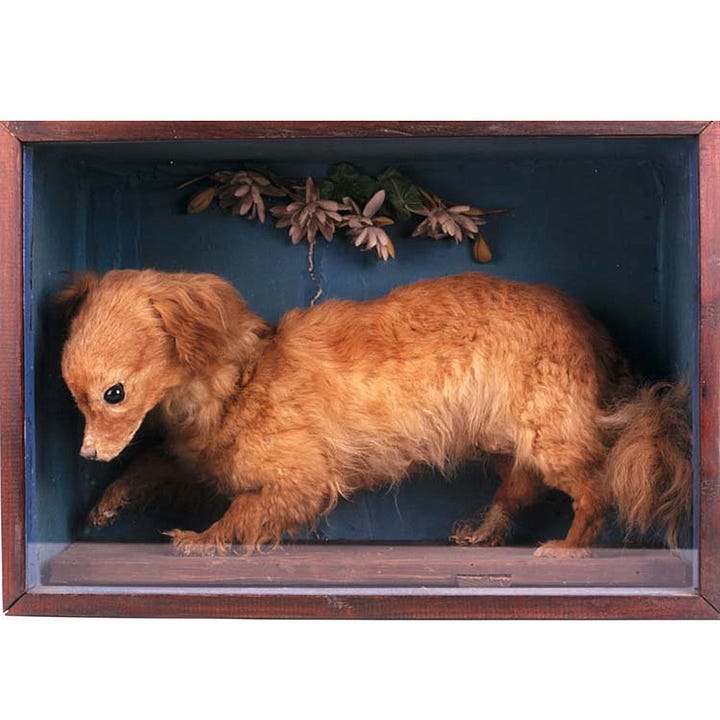 "Whiskey" the Turnspit Dog, 19th Century (Stuffed) (Image: People's Collection Wales) | Turnspit Dog in Action (Image: Ann Ronan Pictures/Print Collector/Getty Images)