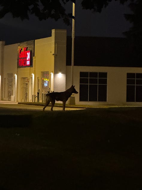 Three images of food-conditioned wildlife.