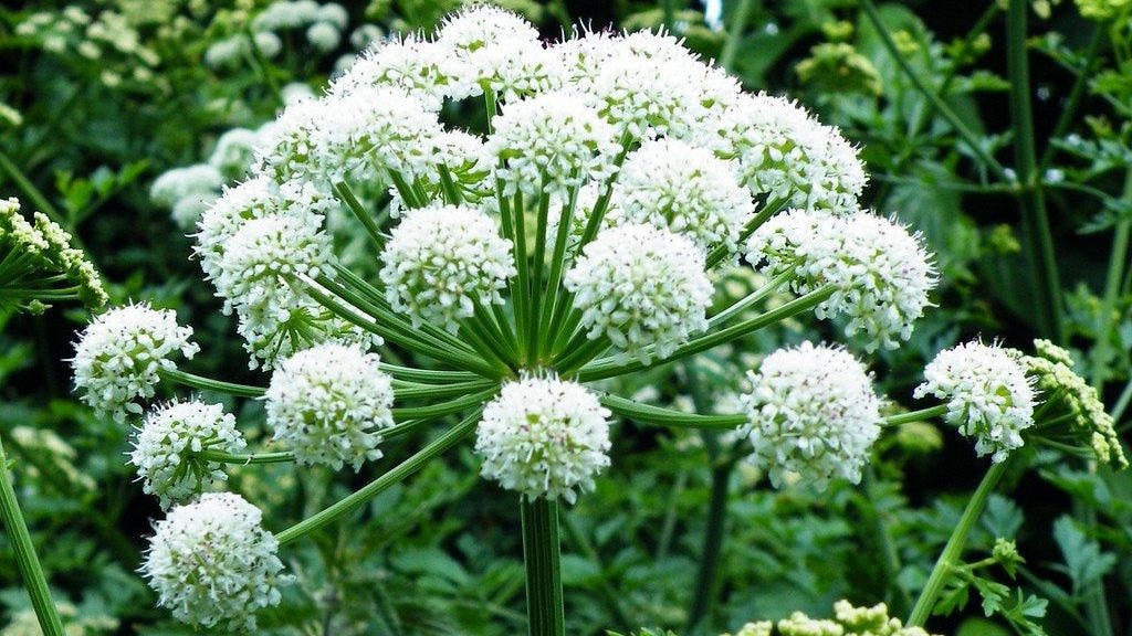 Angelica – Healthy.net