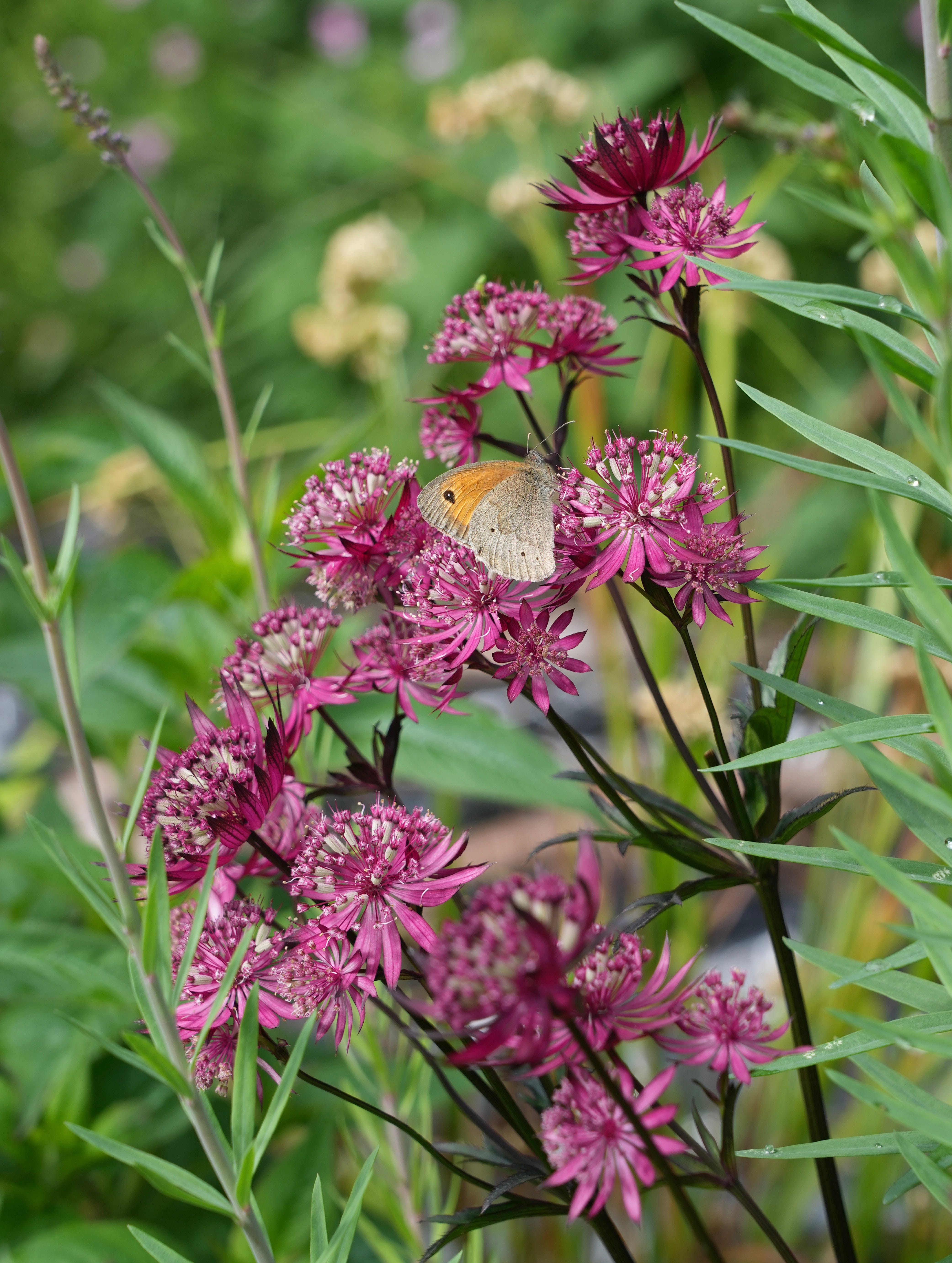 WILD WAY: JULY 2023