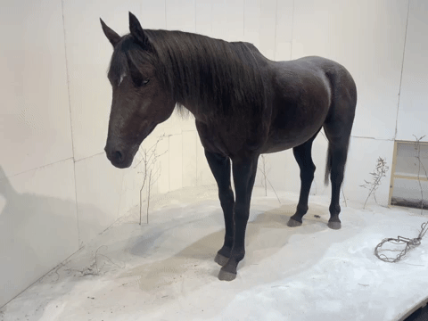 GIF of a highly realistic robotic brown horse in a cosmetics store in Seoul, South Korea GIF of a highly realistic robotic brown horse in a cosmetics store in Seoul, South Korea