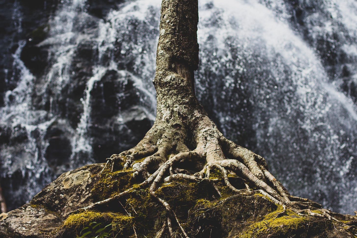 Root system