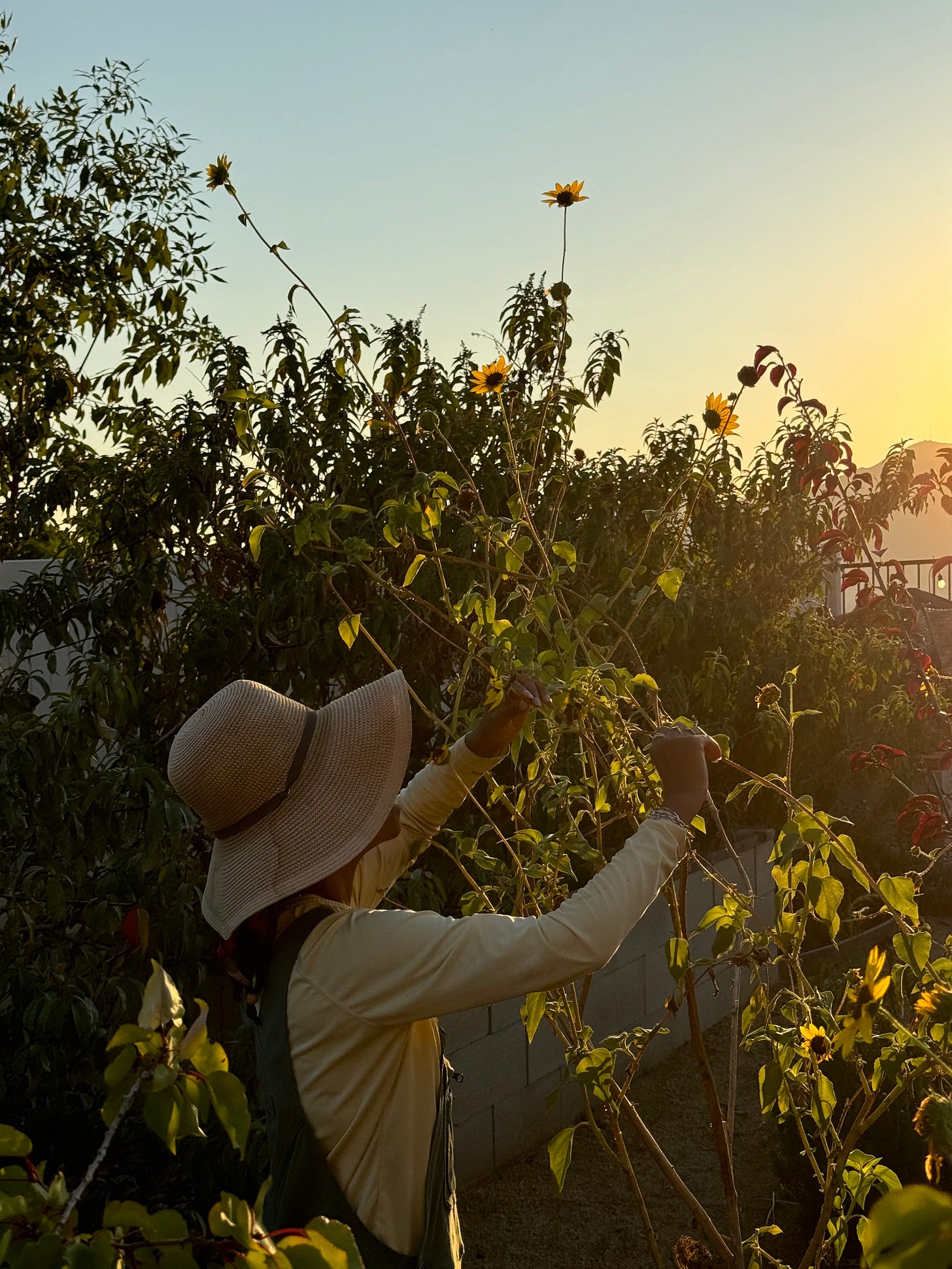 Photo of the author working with a tall branching sunflower plant at dusk. She is dressed in a gardening apparel: overalls and a sunhat. The sun is setting off in the distance behind a small mountain range. Photo of the author working with a tall branching sunflower plant at dusk. She is dressed in a gardening apparel: overalls and a sunhat. The sun is setting off in the distance behind a small mountain range.