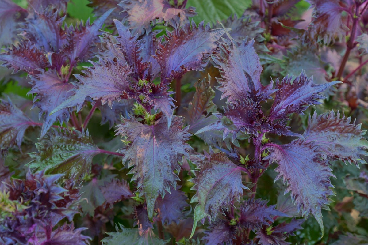 red shiso plants red shiso plants
