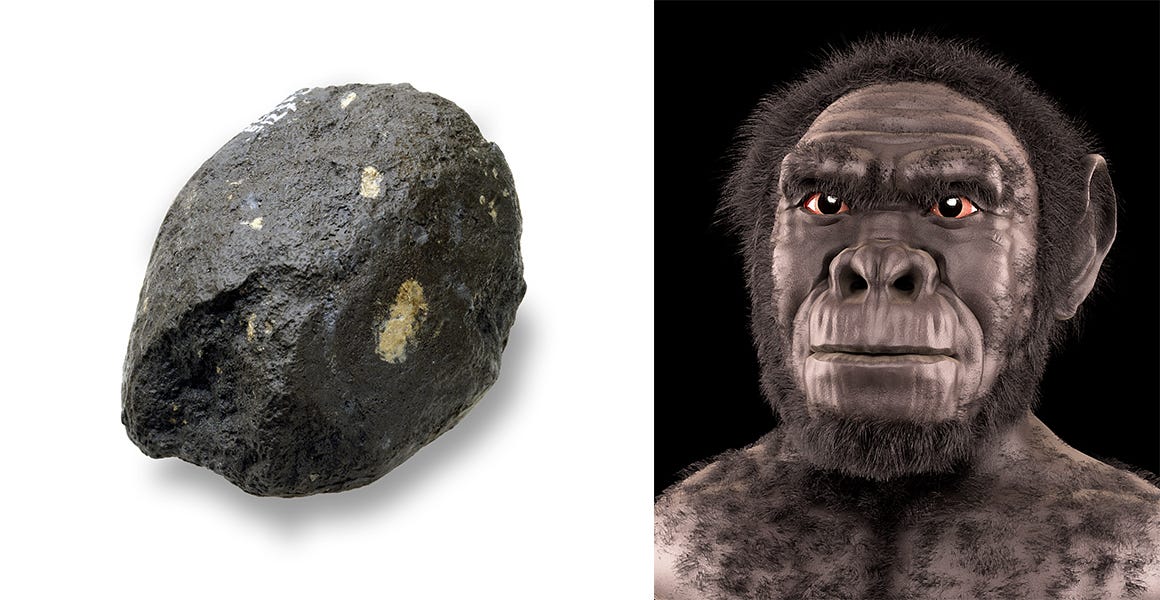 Homo habilis, an early maker of stone tools | Natural History Museum