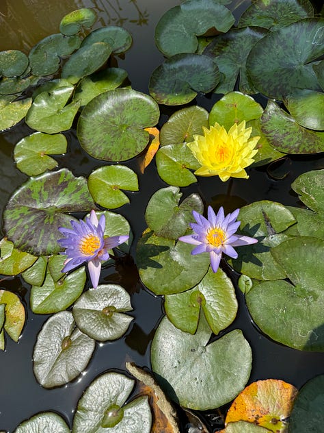 Six photos of small man-made ponds with plants and flowers growing in them.
