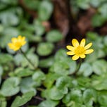 The Wildlife Garden Podcast