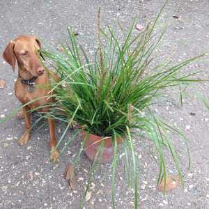 Image of Lomandra Lime Tuff ['Lomlon'] PP23,034