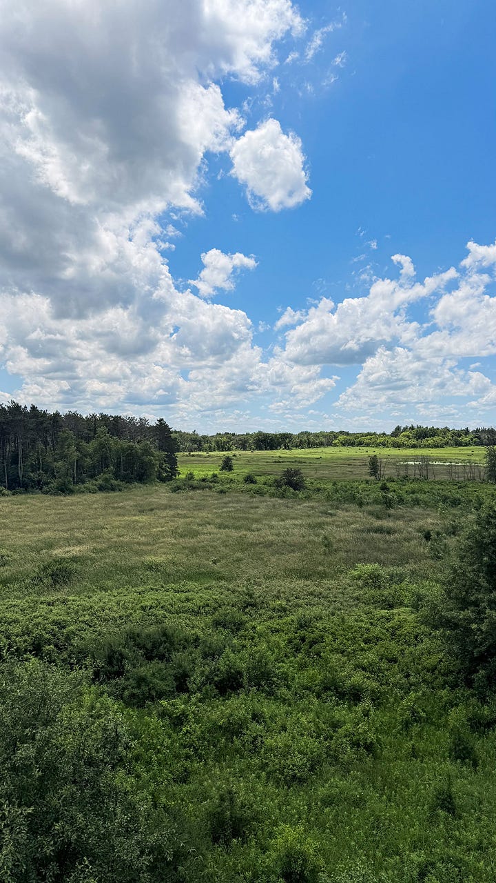 Close up of native flowers in a grassy prairie. The view from a look out - showing bright blue sky, puffy white clouds, and vibrant green grasses.