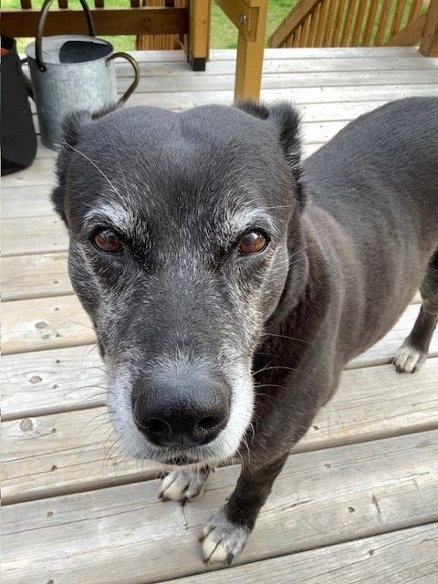 Senior black and white dog, directly facing camera
