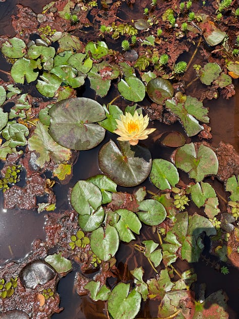 Six photos of small man-made ponds with plants and flowers growing in them.