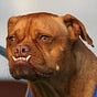 AmericanMutt's avatar