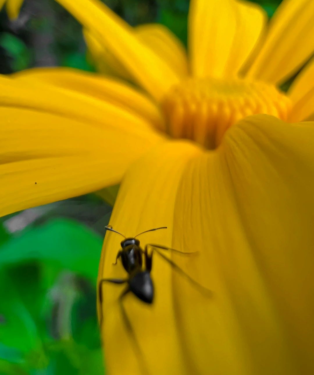a bee on a yellow flower