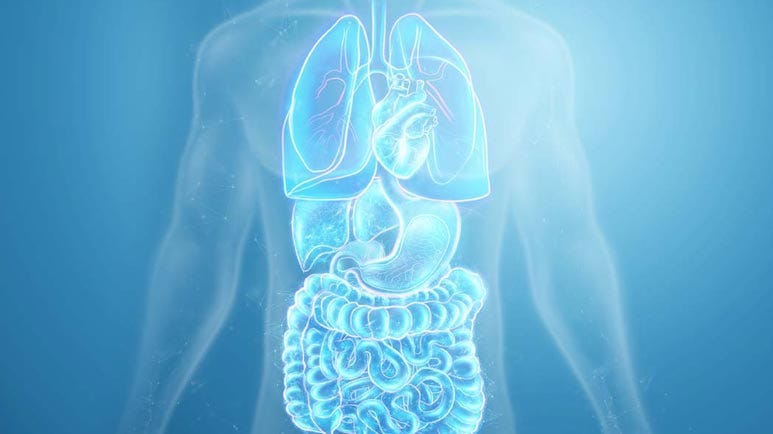 organs have mind of their own