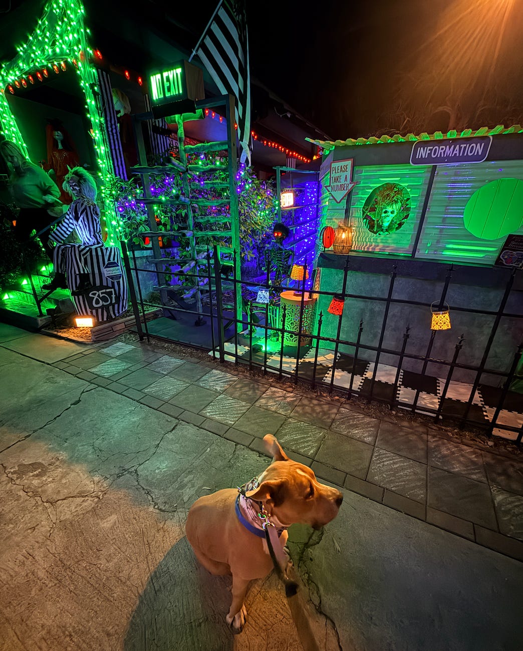 Elvis sitting outside a Beetlejuice-decorated house
