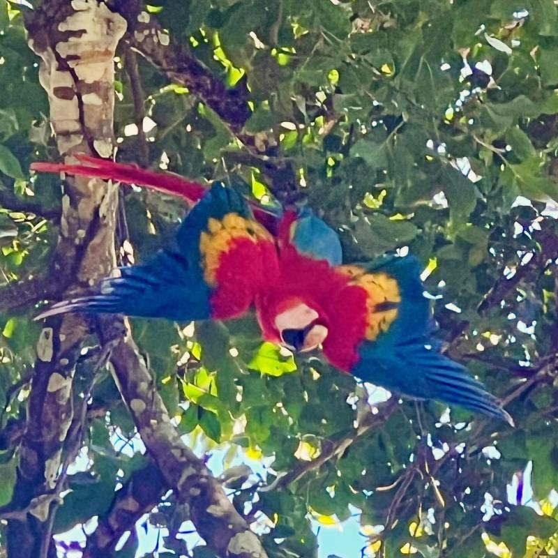 Twee rode ara's zijn aan het paren en ik voel me ongemakkelijk