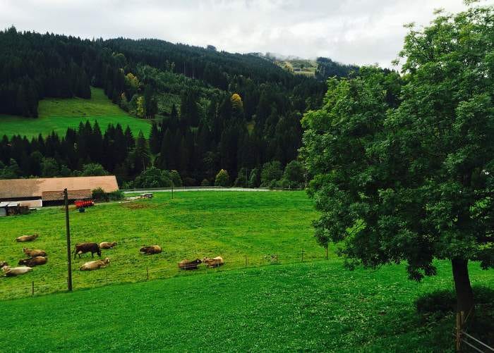 Cows in the hills above Fischen. Cows in the hills above Fischen.