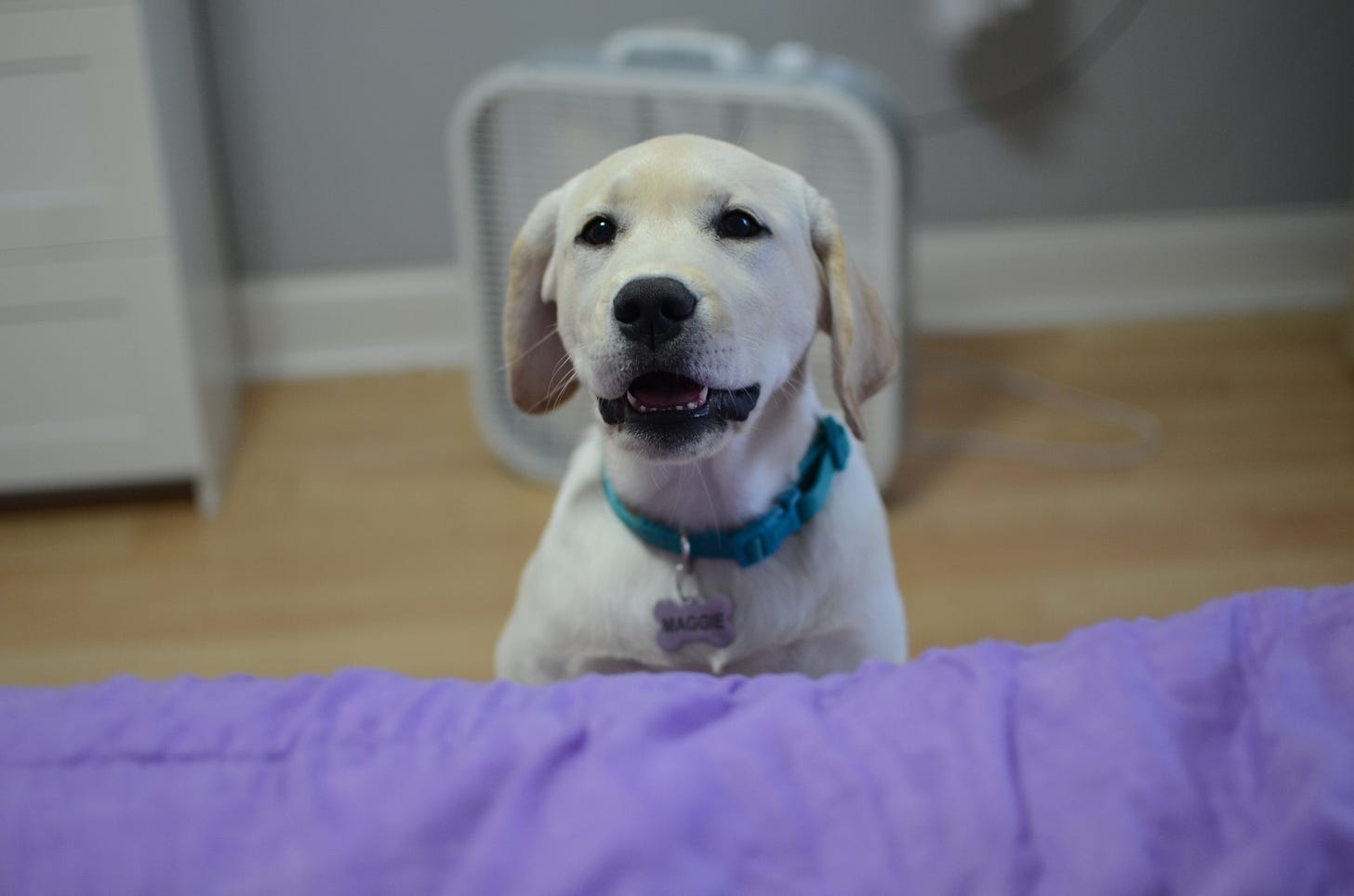 A yellow Labrador retriever peers over the edge of furniture, trying to figure out how to get up.