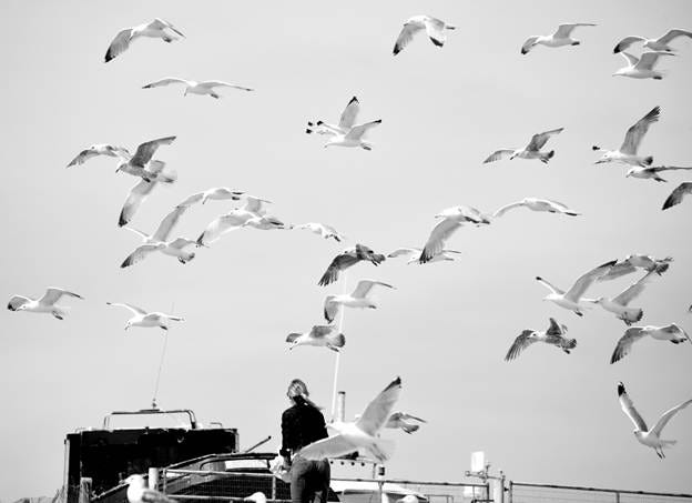 A flock of birds flying over a boat

AI-generated content may be incorrect.
