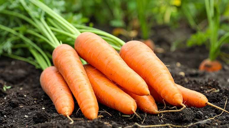 carrot fiber gut immune health