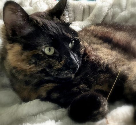 A gallery of 3 Morticia pictures showing her lounging, sleeping, and a funny expression