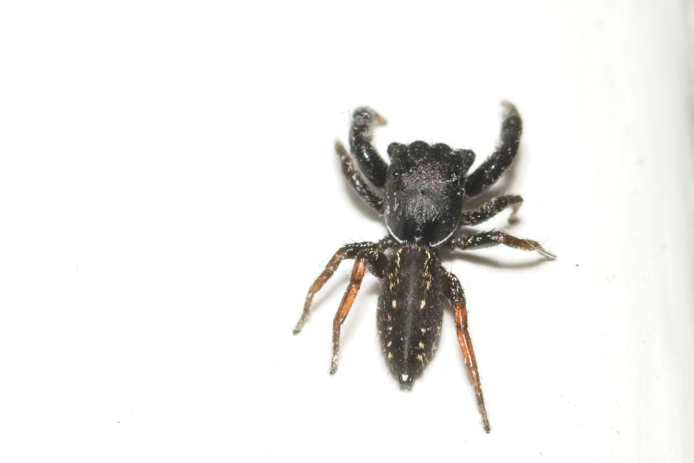 Overhead view of a fuzzy brown jumping spider with a wide head and with white dotted lines running down either side of the abdomen