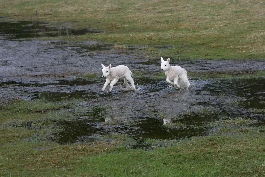 An Instagram  post added by kelsey on Jan 31, 2024. The author is @gochagia. May present: dog, white swiss shepherd dog, borzoi, natural landscape, grass.