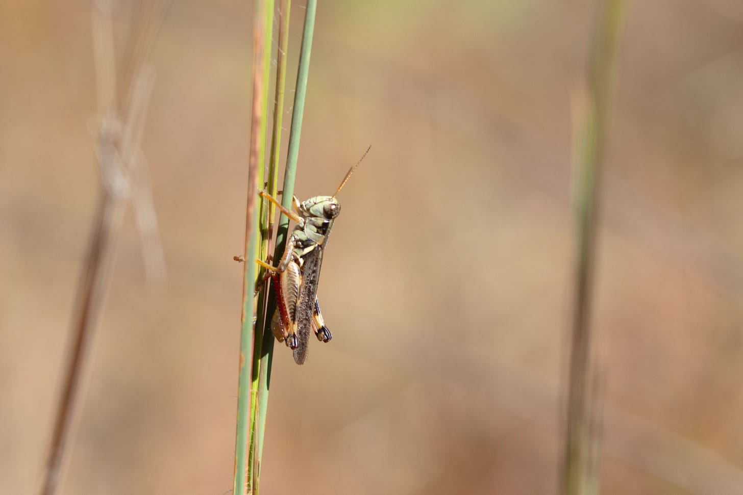 A grasshopper with a pale, slightly greenish beigeish head, a speckled brown body,  two sets of yellow legs, and large back legs with red femurs and yellow-and-dark-brown-striped tips; resting on a stalk of grass that is pale green, yellow, and red.