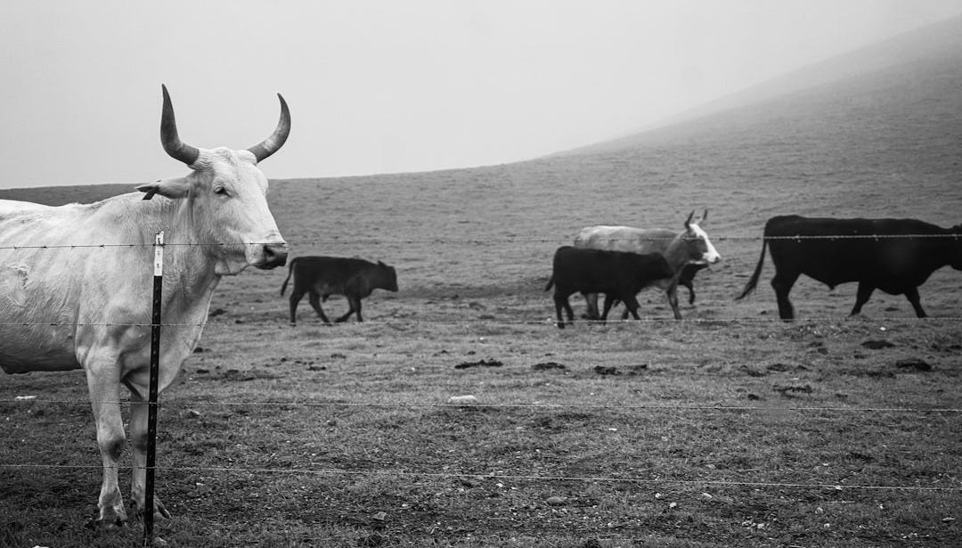 A herd of cattle standing on top of a grass covered field