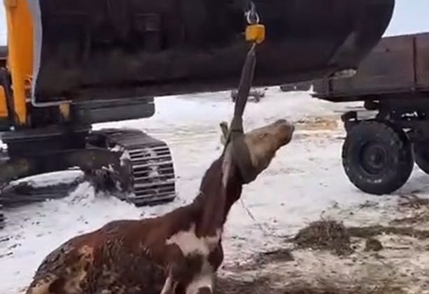 Russian government judo-chops internet & cows