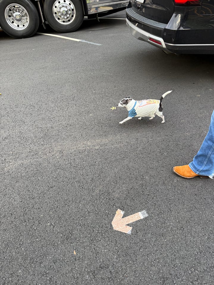 First photo: A black-and-white chihuahua rests on a red carpet. Second photo: A black-and-white chihuahua wearing a t-shirt walks on asphalt.