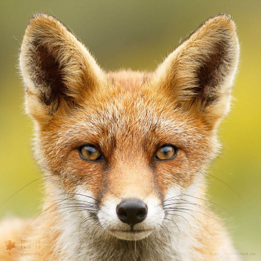 48. Faces of Foxes | Roeselien Raimond Nature Photography
